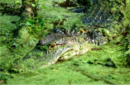 Alligator mississippiensis - American Alligator