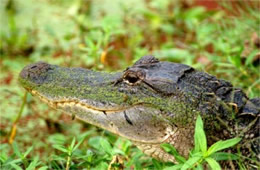 Alligator mississippiensis - American Alligator