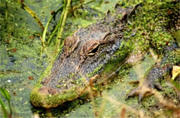 Alligator mississippiensis - American Alligator