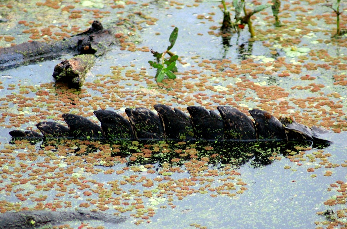 american_alligator_tail182.JPG