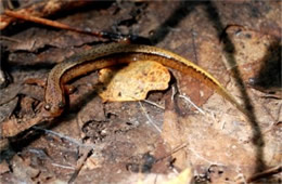 Desmognathus ochrophaeus - Allegheny Mountain Dusky Salamander