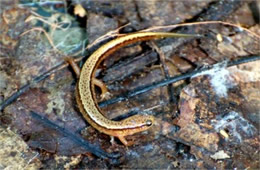 Desmognathus ochrophaeus - Allegheny Mountain Dusky Salamander