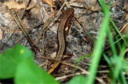 Desmognathus ochrophaeus - Allegheny Mountain Dusky Salamander