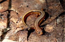 Desmognathus ochrophaeus - Allegheny Mountain Dusky Salamander