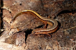 Desmognathus ochrophaeus - Allegheny Mountain Dusky Salamander