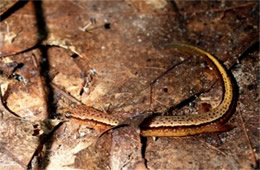 Desmognathus ochrophaeus - Allegheny Mountain Dusky Salamander