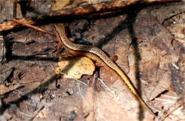 Desmognathus ochrophaeus - Allegheny Mountain Dusky Salamander