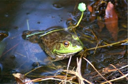 Rana catesbeiana - American Bullfrog