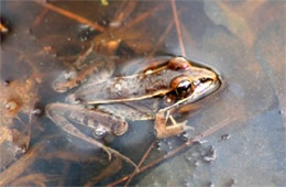 Frog in Water