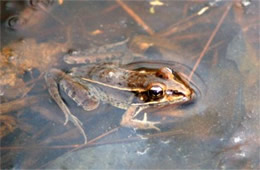 Frog in Water