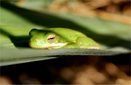 Hyla Cinerea - American Green Tree Frog