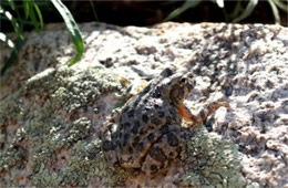 Smilisca fodiens - Lowland Burrowing Treefrog