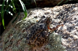 Smilisca fodiens - Lowland Burrowing Treefrog
