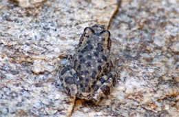 Smilisca fodiens - Lowland Burrowing Treefrog