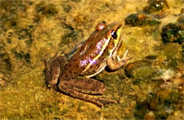 Lithobates yavapaiensis - Lowlands Leopard Frog