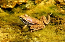 Lithobates yavapaiensis - Lowlands Leopard Frog