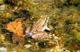 Lithobates yavapaiensis - Lowlands Leopard Frog