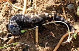 Ambystoma opacum - Marbled Salamander