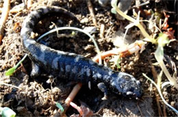 Ambystoma opacum - Marbled Salamander