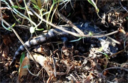 Ambystoma opacum - Marbled Salamander