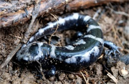 Ambystoma opacum - Marbled Salamander