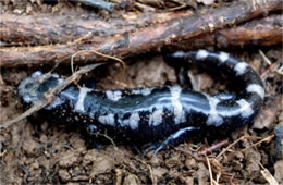 Ambystoma opacum - Marbled Salamander