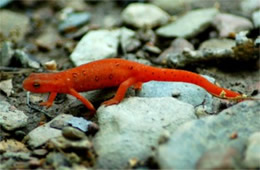 Notophthalmus viridescens - Red-spotted Newt