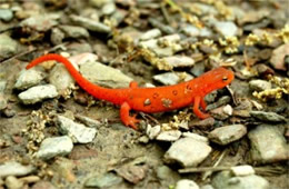 Notophthalmus viridescens - Red-spotted Newt