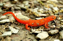 Notophthalmus viridescens - Red-spotted Newt