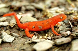Notophthalmus viridescens - Red-spotted Newt