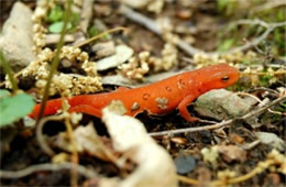 Notophthalmus viridescens - Red-spotted Newt