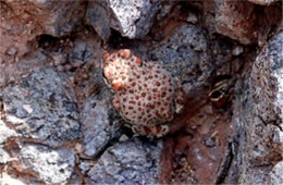 Anaxyrus punctatus - Red-spotted Toad