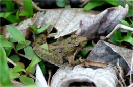 Southern Cricket Frog