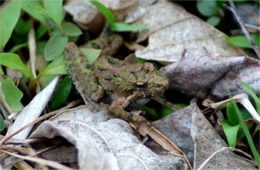 Southern Cricket Frog