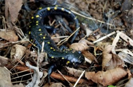 Ambystoma maculatum - Spotted Salamander