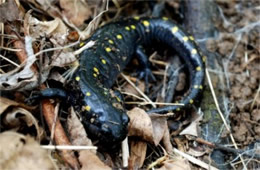 Ambystoma maculatum - Spotted Salamander