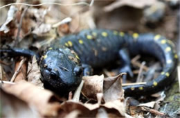 Ambystoma maculatum - Spotted Salamander