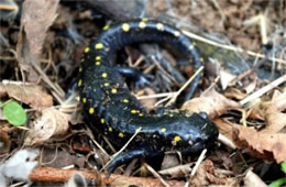 Ambystoma maculatum - Spotted Salamander