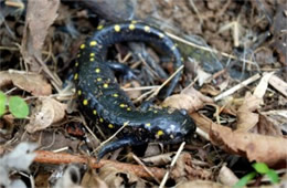 Ambystoma maculatum - Spotted Salamander