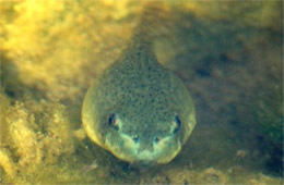 Tadpole