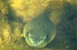 Tadpole