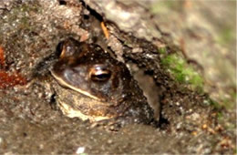 Toad in Shelter