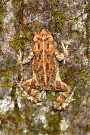 Toad on a Tree