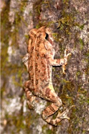 Toad on a Tree