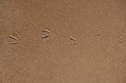 Bird Tracks on the Beach