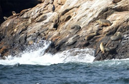 Farallon Islands Wildlife