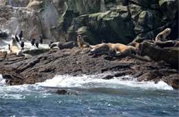 Farallon Islands Wildlife