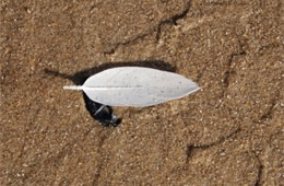 Feather on the Sand