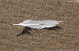 Feather on the Beach