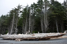 Mora Beach Olympic NP Washington